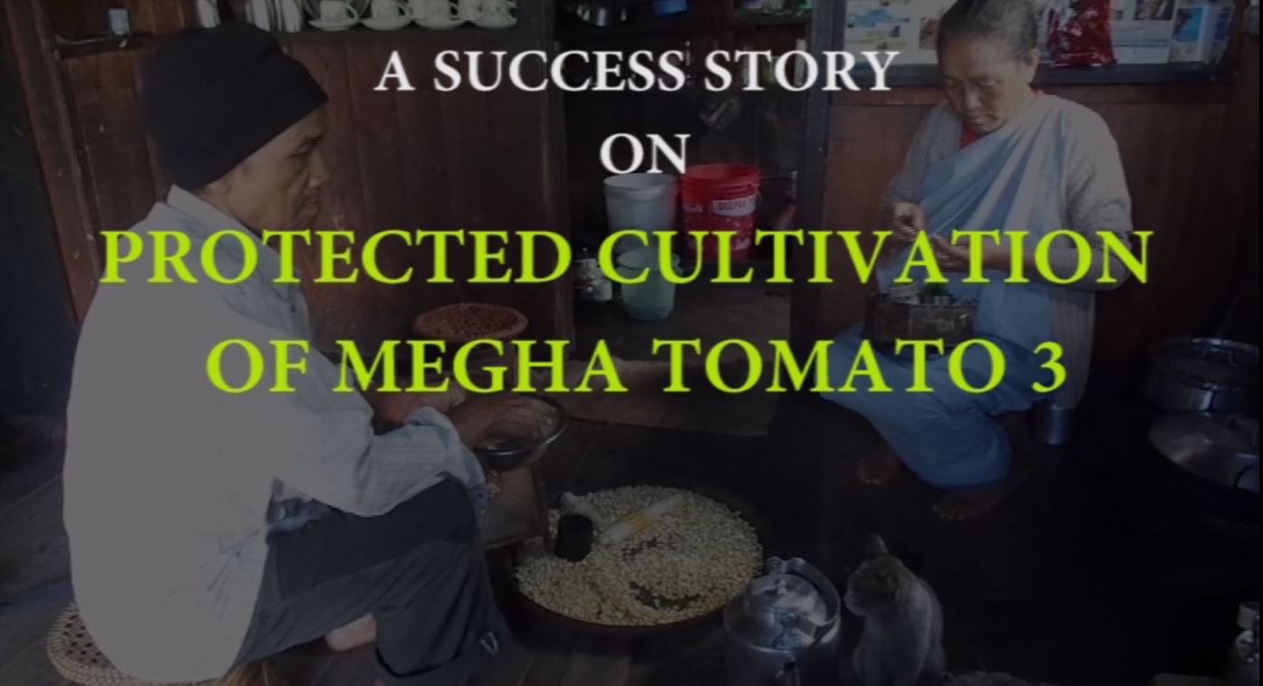 Success Stories Protected Cultivation MeghaTomato