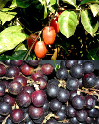 indigenous fruit