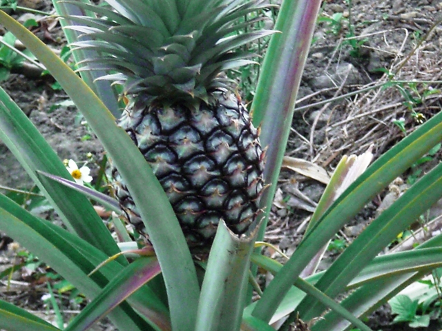 pineapple