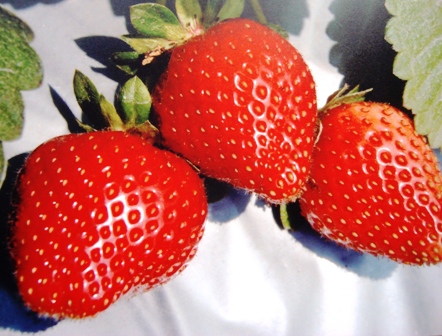 strawberries