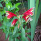 Alstromeria (peruvian-lily)