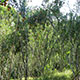 Bambooshoot Peservation