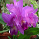 Cattleya orchid hybrid