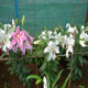 Oriental lilies