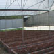 Beds for Anthurium Horti-Hub